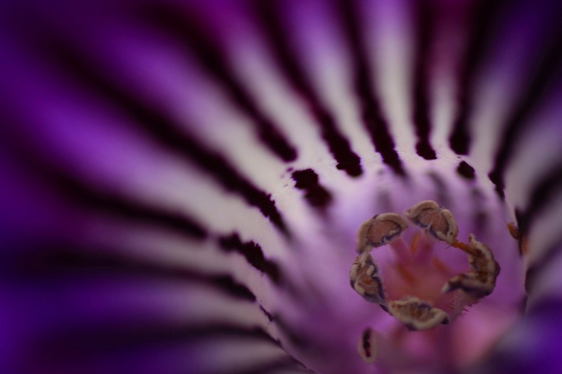 　　　花芯