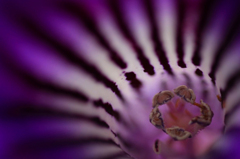 　　　花芯