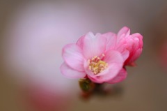 　　　愛らしく