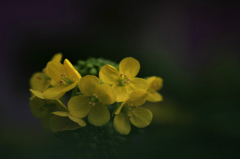　　　花写　B