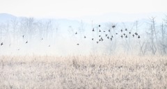 朝霧の中を飛ぶ