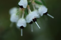 花写　(2
