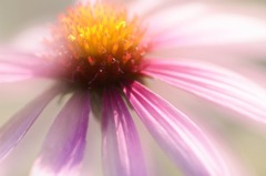 花のワルツ　1