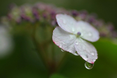 　　　紫陽花の雨　　3