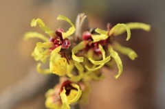 　　　花暦