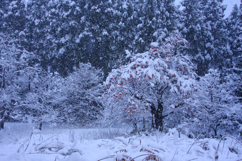　　　雪の朝　　1