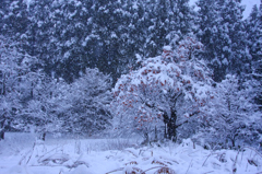 　　　雪の朝　　1
