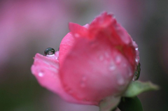 　　　花雫