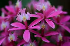 　　花摘み　19