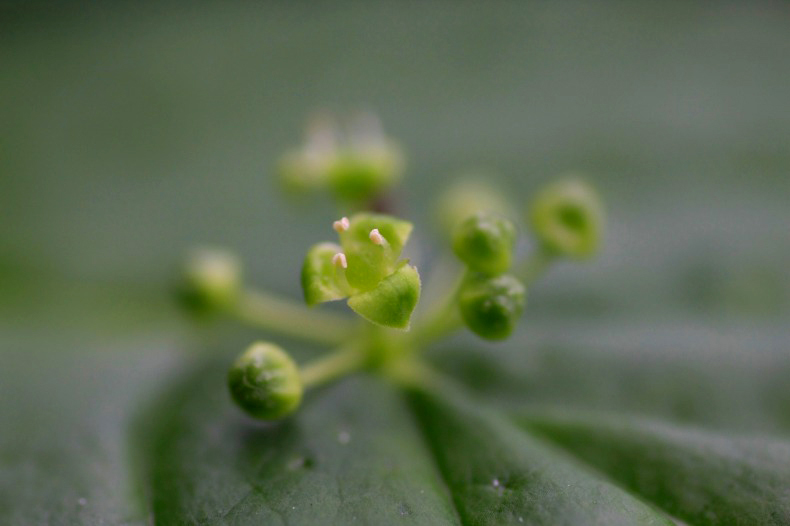 　　　花野辺　　1