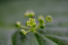 　　　花野辺　　1