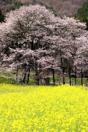 　　　黒部のエゾヒガン桜　1　