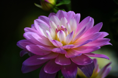 　　　彩花　10