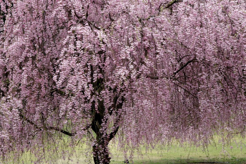 　　さくら 桜 櫻　(24