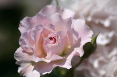 　　　薔薇写　2
