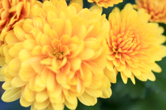 　　　花摘み　　3