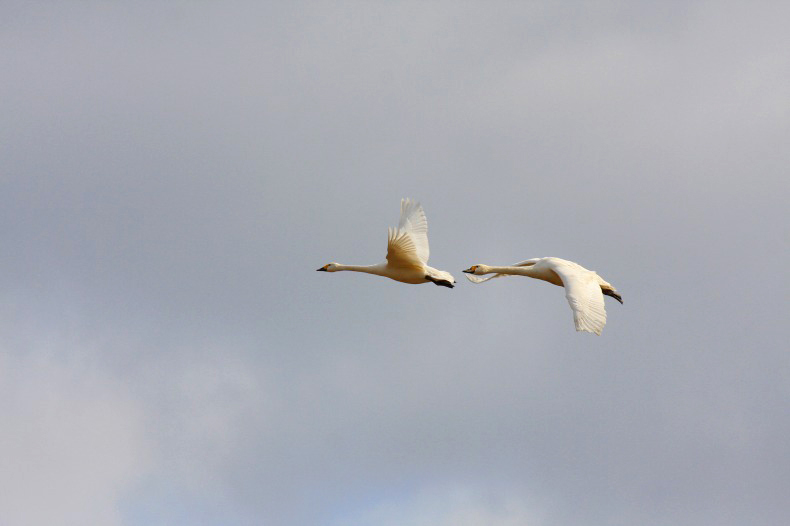 　　　白鳥飛ぶ朝　　3