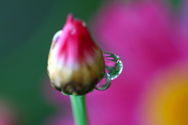 　　　水中花
