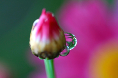 　　　水中花