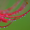 雨滴　2