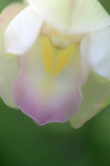 　　　花摘み　5