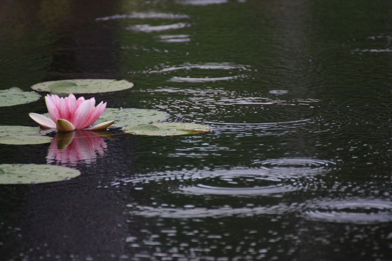 　　　雨に咲く花