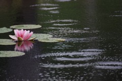 　　　雨に咲く花