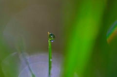 水玉の詩　(4