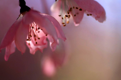 　　　花あかり