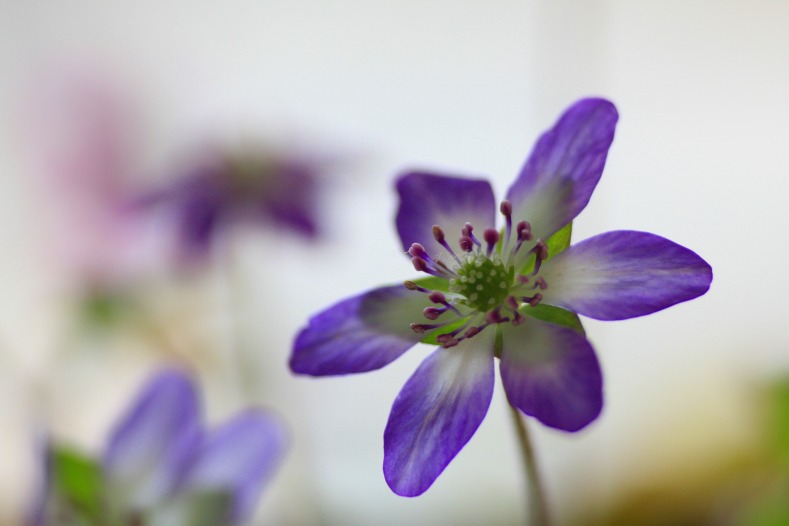 　　花摘み　15