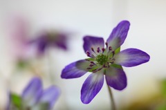 　　花摘み　15