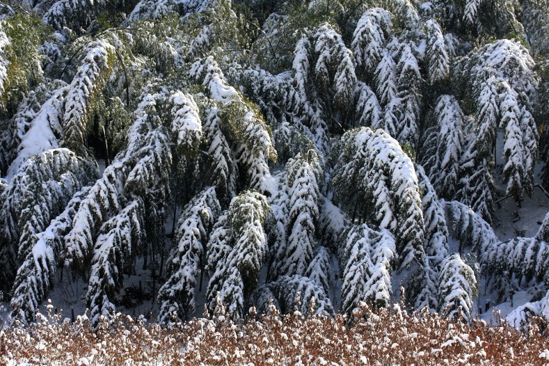 重い雪