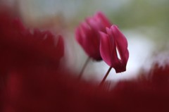 　　花便り　15