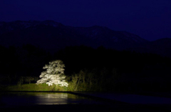 　　　向野の桜