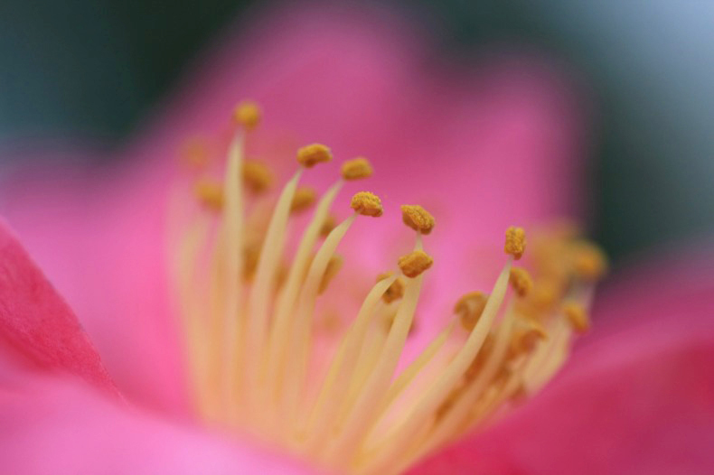 　　花写　3　　　 ツバキ