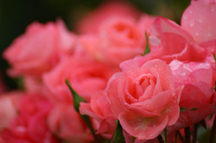 薔薇の回廊　　8