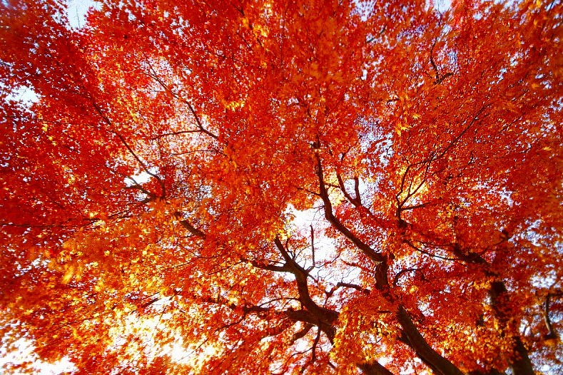 紅葉煌めく