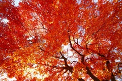 紅葉煌めく