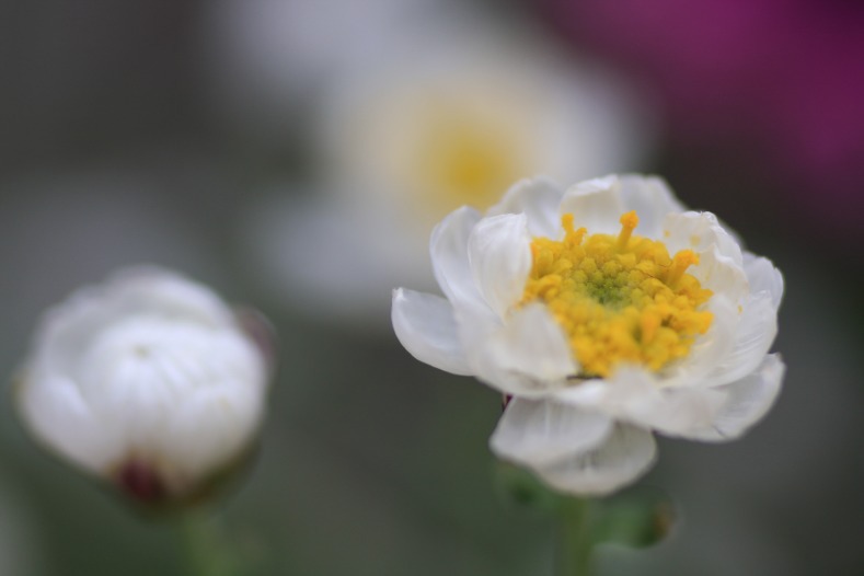 　　花写　6 