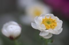 　　花写　6 