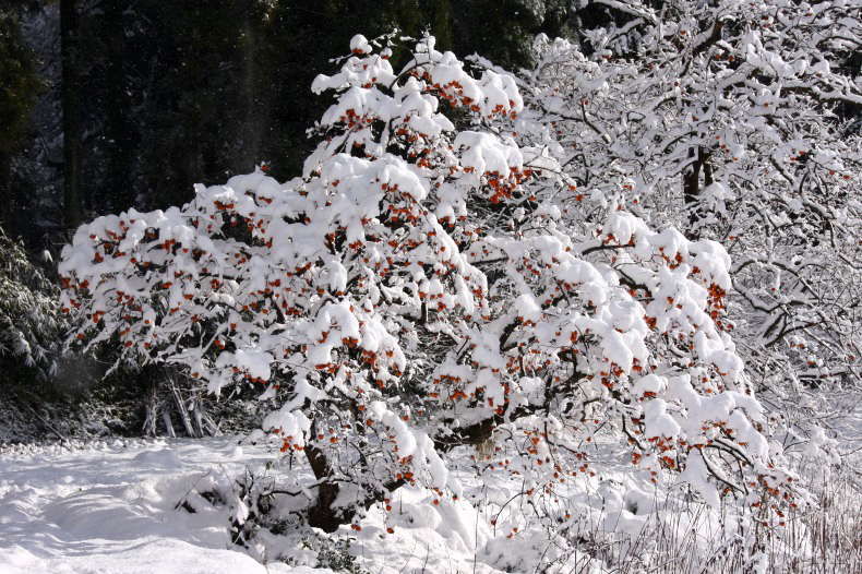 　　　雪の朝　　4