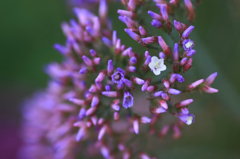 　　　華花　9