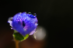 　　花便り　14