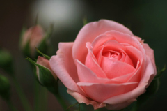 薔薇の回廊　　2