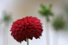 　　花写　5　ダリア