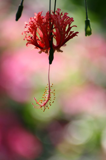 　　　花写　　2
