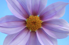 　　　花摘み　　4