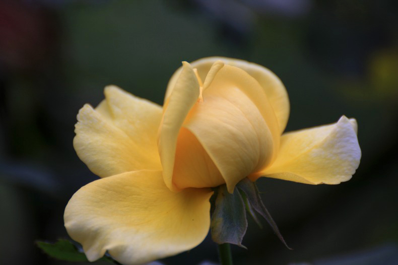 　　　恥ずかしがりや