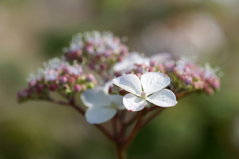 紫陽花の詩　10 
