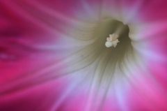 　　　花芯